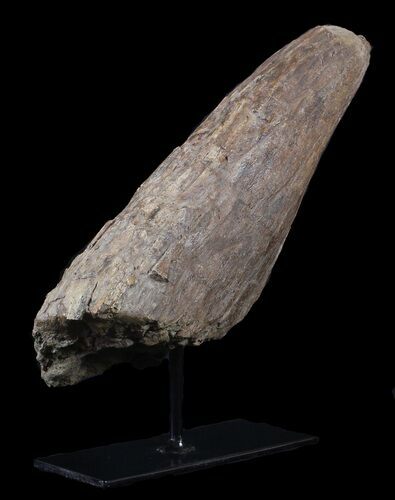 Triceratops Horn With Stand - North Dakota #62734